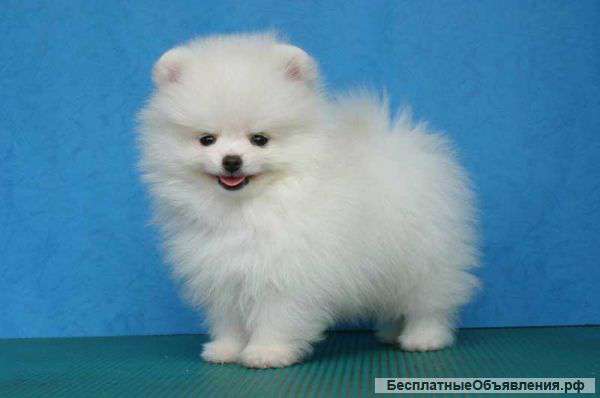 Померанские и Немецкие шпицы