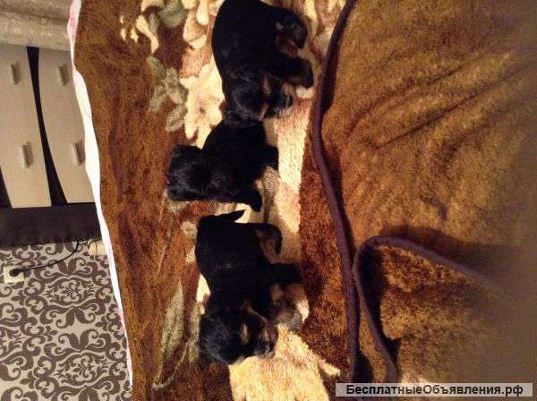Щенков Йоркский терьер