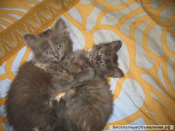 Котята 2 мес
