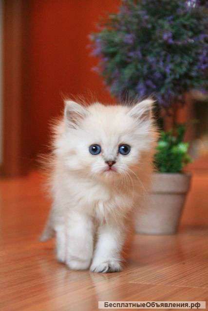 Голубоглазый мальчик Иракли. Серебристая шиншилла