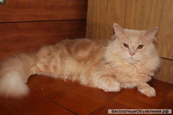 Мужчина на вязку