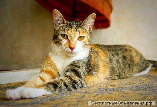 Отдается в добрые руки Боня