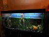 Аквариумы 2шт., Большие, с Тумбами и Оборудованием
