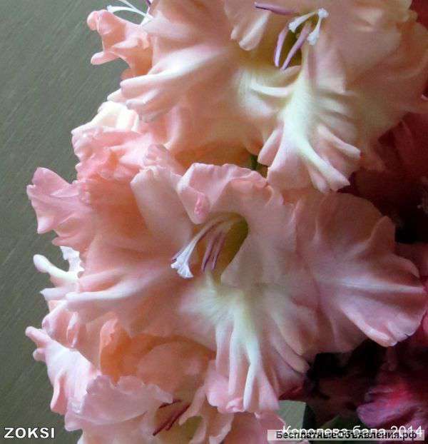 Гладиолусы (луковицы)