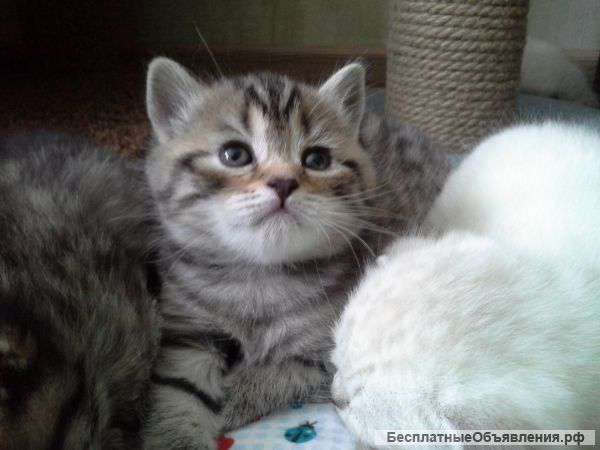 Шотландский котенок