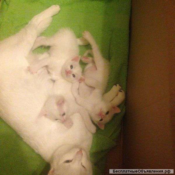 Отдам котят