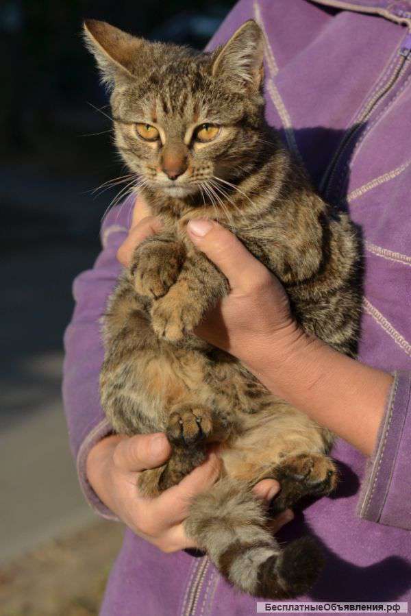 Кошечка Бася