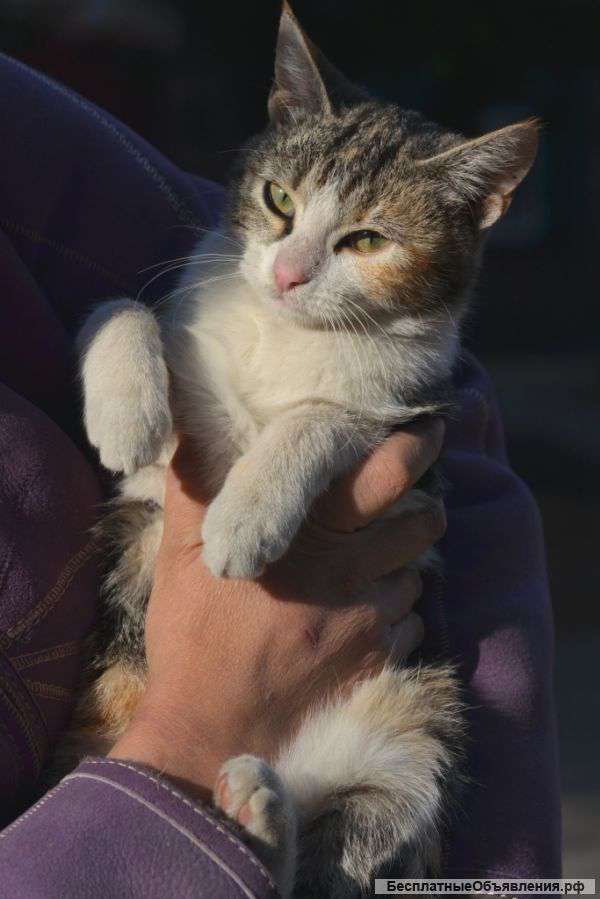 Кошечка Шейла