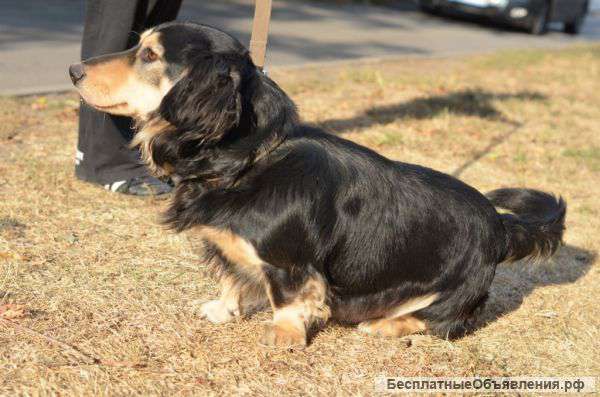 Собачка Дружок