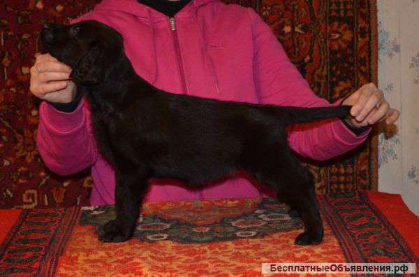 Прямошерстный ретривер щенки