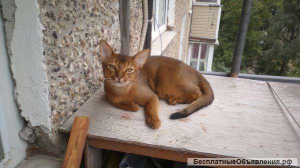 Абиссинский мачо приглашает дам на вязку