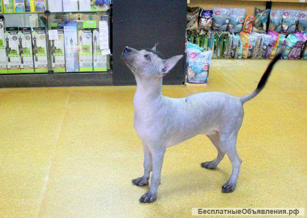 Щенок Ксолоитцкуинтли(Мексиканская Голая Собака)