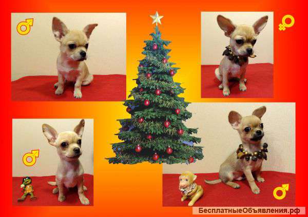 Щенки чихуахуа от Чемпиона