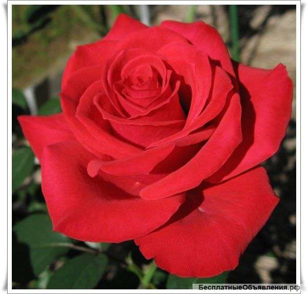 Цветы оптом и в розницу