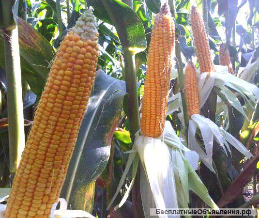 Люциус Сингента