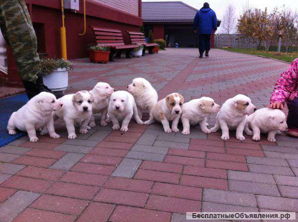 Щенков Алабая (Среднеазиатская овчарка)