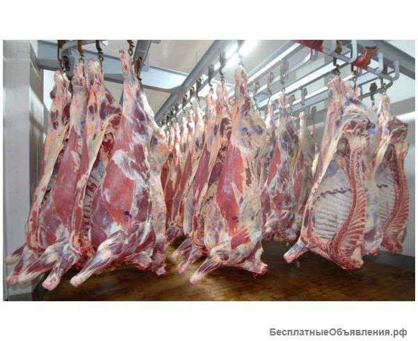Свежее мясо Говядина , Свинина, баранина, курочка