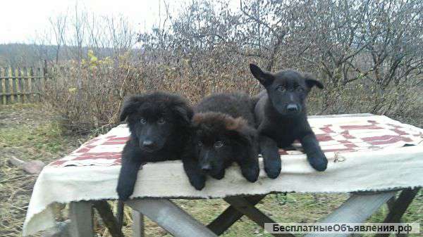 Щенки скор