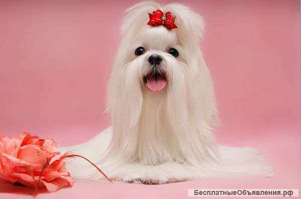 Малышка мальтезе. (мальтийская болонка).