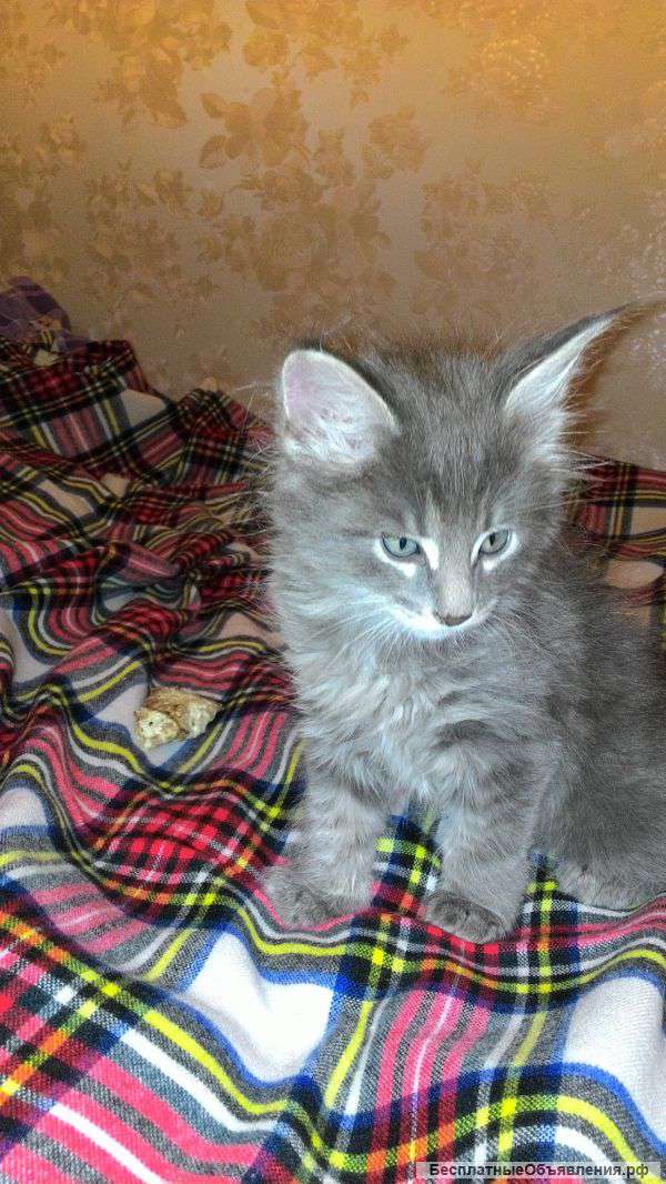 Котята пароды Майн куна