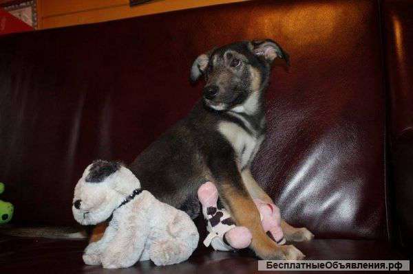 Трогательный малыш Бантик ищет дом