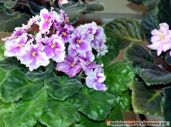 Фиалки и колеус
