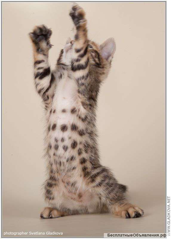 Бенгальский котенок