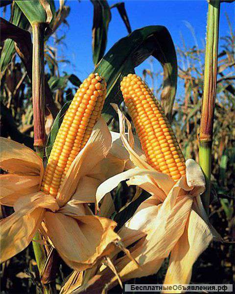 Термо кукуруза Сингента