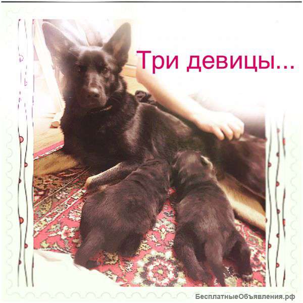 В добрые заботливые руки