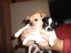 Щенки чихуашечки