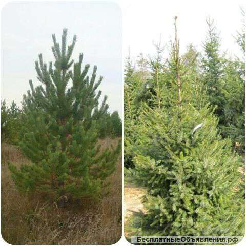 Русская сосна и ель оптом и в розницу