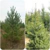 Русская сосна и ель оптом и в розницу