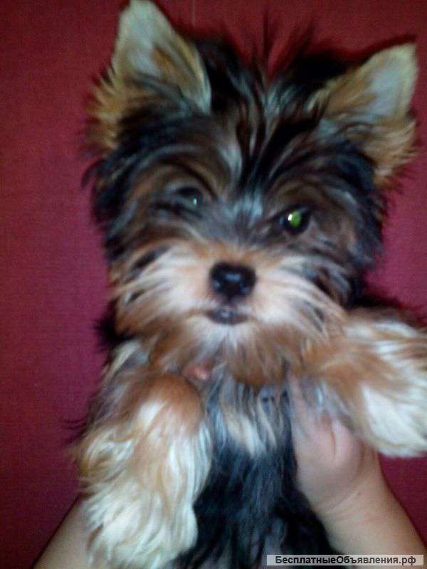 Йорк миши девочка-красавица