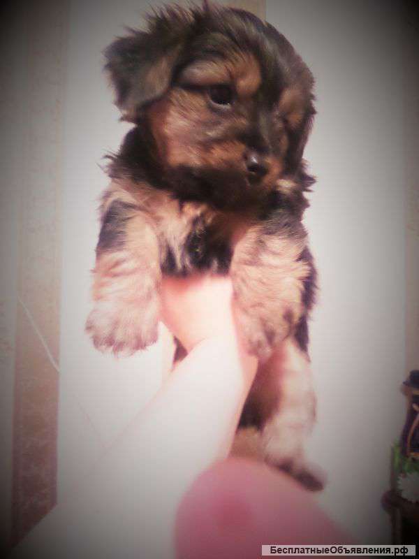 Щенка йорка