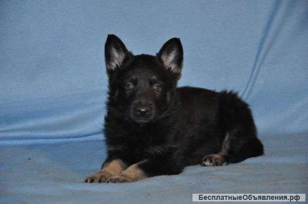 Щенки восточно - европейской овчарки