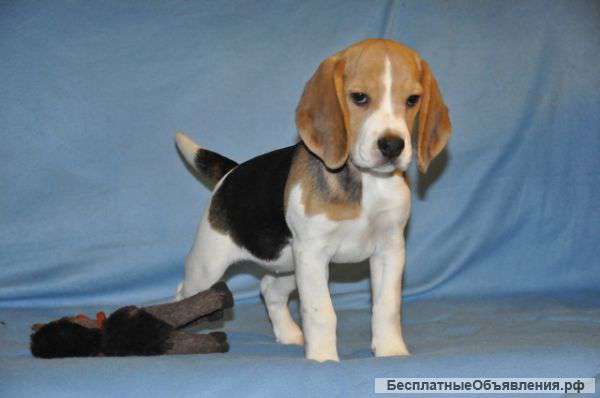 Щенки бигля