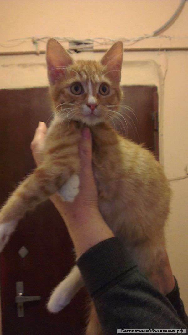 Рыжее чудо на счастье