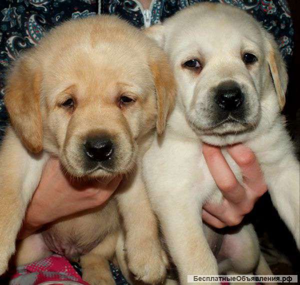 Очаровательные щеночки