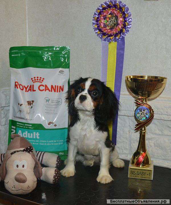 Кавалер Кинг Чарльз спаниель, девочка шоу -класса