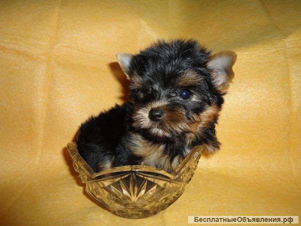 Шикарный мальчик мини йорка