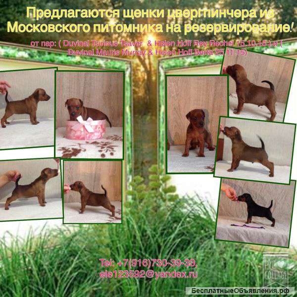 Щенки Цвергпинчера