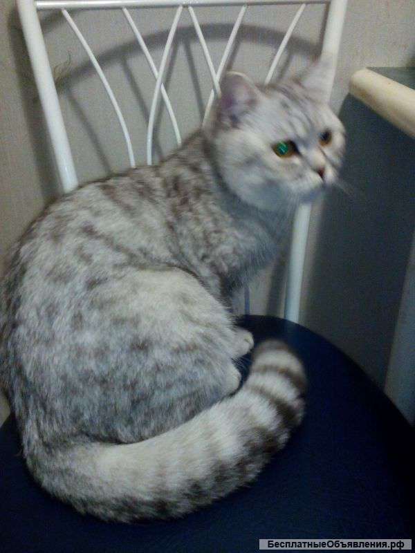 Котик хочет кошечку