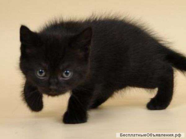 Котята в дар