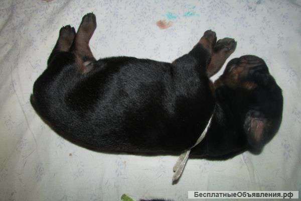 Чистокровные щенки добермана