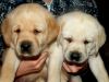 Прелестные щеночки