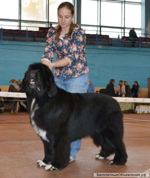 Прекрасное пополнение в питомнике