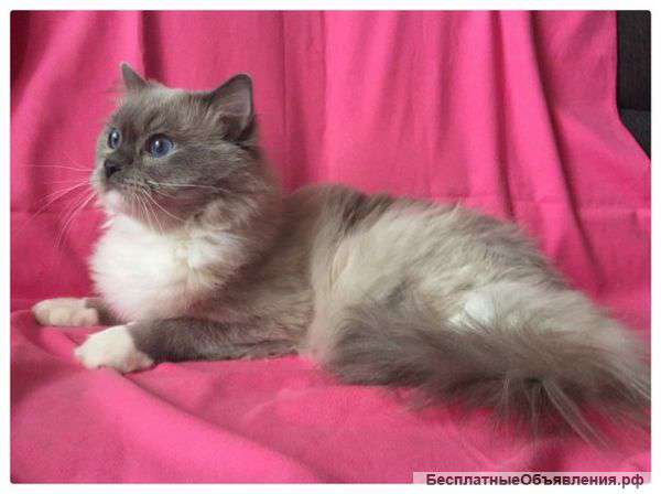 Шикарный котэ Рэгдолл