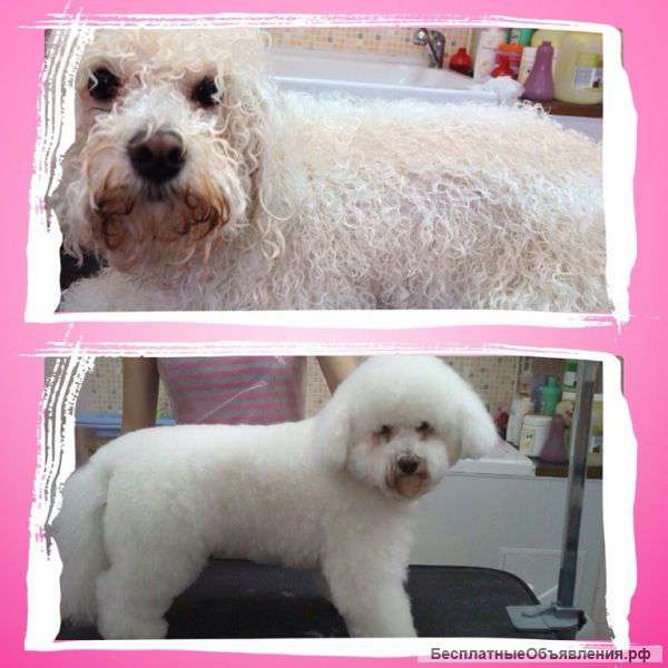 Профессиональные стрижки собак и кошек в Новороссийске