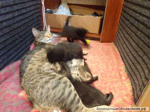 Котята в дар