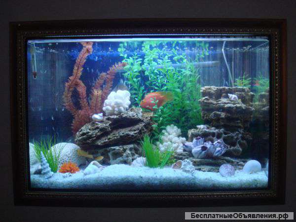 Оформление и обслуживание аквариумов